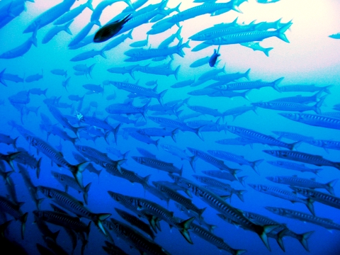 Barracuda al Circeo Sphyraena viridensis